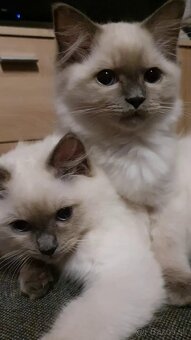 Blue Point Ragdoll - 2