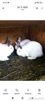 Predám: Nitriansky králik - 2