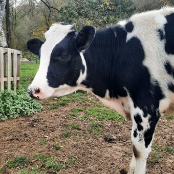 Holštýnska jalovica ( Holštyn) - 2