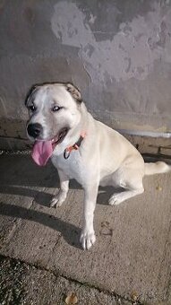 Ponukam krytie-Stredoazijsky ovčiak s(pp) - 2