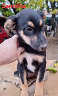 Darujem Šteniatka 9 týždňové - 2