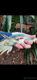 Alexander maly hlava chvost opalin - 2