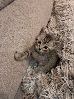 Darujem mačiatka - 2