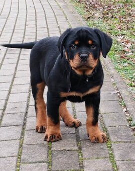 Rotvajler,rottweiler,RTV, šteniatka rottweilera - 2