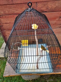 Predám kanárov - 2