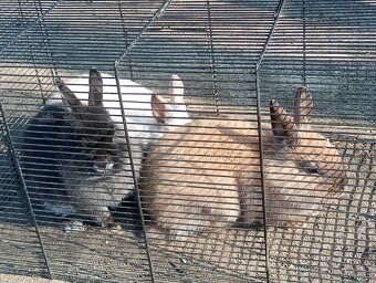 Predám králiky - 2