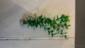 Rastlinky do akvária - 2