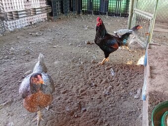 Indická bojovníčka. - 2