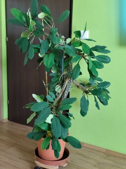Predám Euphorbia leuconeura - 2