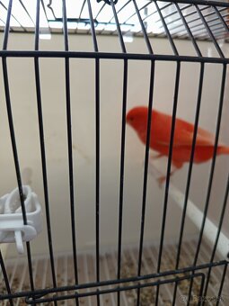 Kanárik, kanariky - 2