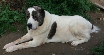 Stredoazijsky ovčiak - 2