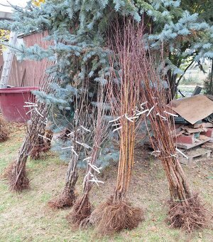 Ovocné stromčeky - 2