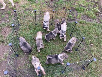 Západosibírska Lajka - 2