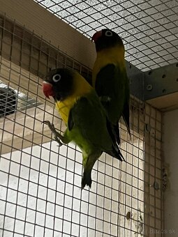 Predam Agapornisou škraboškovich - 2