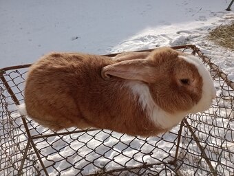 Predám králiky Šarišský obrovity - 2