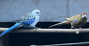 Rozely parana na ciernomodre - 2