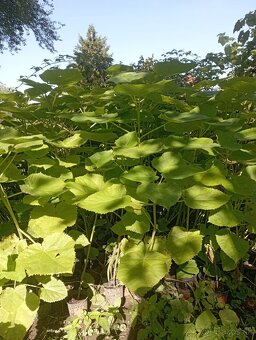 Predám sadenice paulownie - 2