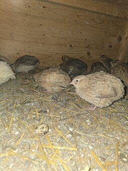 Japonské prepelice - 2