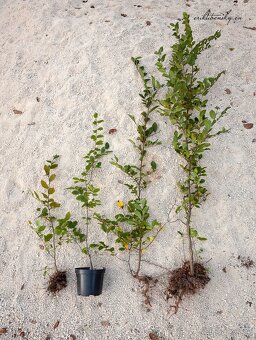 Predám Hraby, na živý plot alebo samostatnú výsadbu - 2