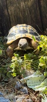 Korytnačka zelenkasta - 2