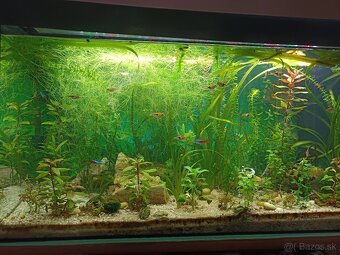 Akvárium - 2