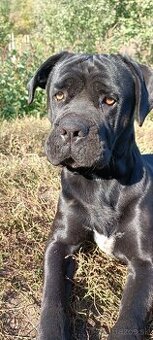 Cane Corso - Pes - 2