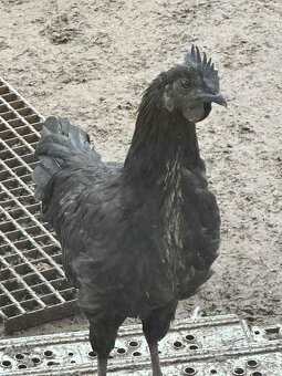 Ayam Cemani - 2