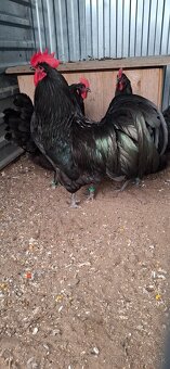 Predám kohuta - 2