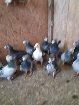 staropolske holuby - 2