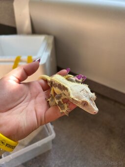 Pagekon Riasnatý samec - 2