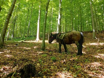 Predám ťažného valacha. - 2