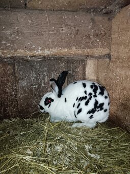 Rex Dalmatinský strakač čierny - 2