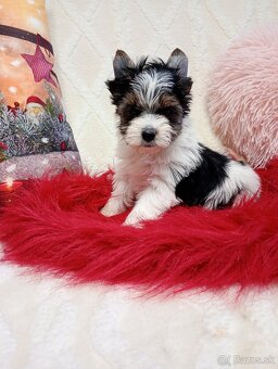 Yorkshir teriér biewer - 2