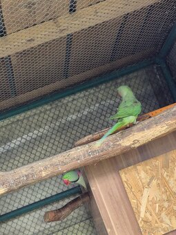 Alexander veľký - 2