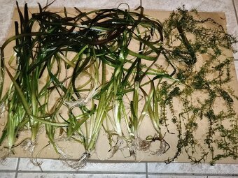 akvarijne rastlinky - 2