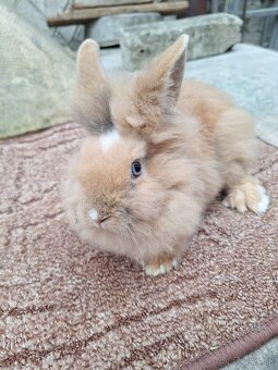 Zakrslé králiky - 2