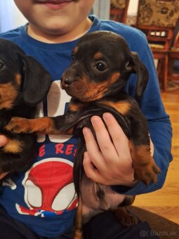 Jazvečík trpasliči krátkosrstý - 2