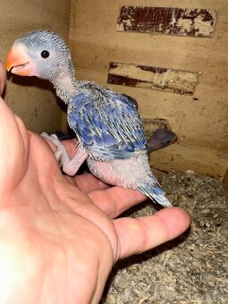 Na ručne dokrmenie Alexander malý - 2