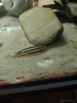 Melanochromis auratus 🫍 - 2