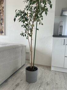 Ficus 210 cm - 2