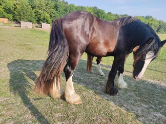 SHIRE HORSE PREDAJ/ VÝMENA - 2