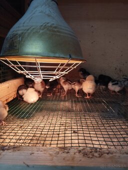 Araucana Araukana - 2