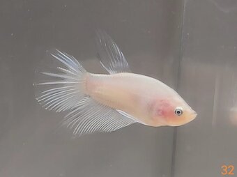 Bojovnica, betta, samec - 2