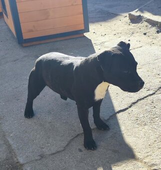 Stafordšírský bulteriér bullterrier modry psik - 2