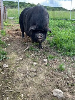 Prasnica kune kune - 2