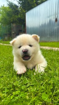 Akita Inu - 2