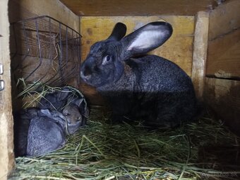 Predám samicu z mladými - 2