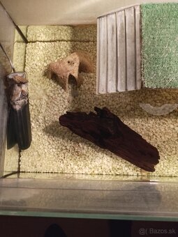 Vodná korytnačka - 2