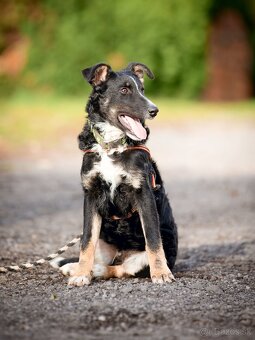 Darujem šikovné aktívne kučeravé šteniatko- mix border kólia - 2