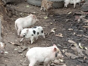 Vietnamské prasiatka 2 - 2